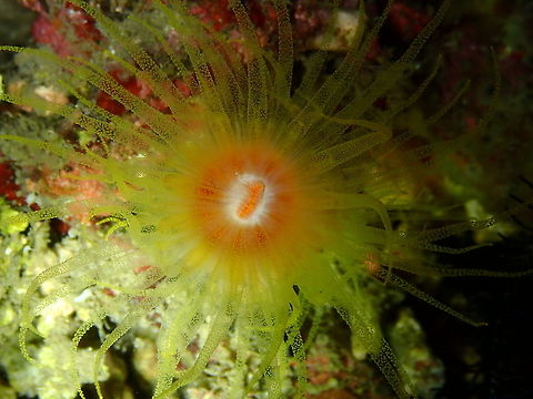 Orange cup coral (dendrophylliidae) - One polyp zoom-in Monument, Lembeh -night dive
I am not sure of the species yet.
 Dendrophylliidae,Orange cup coral,Sun Coral