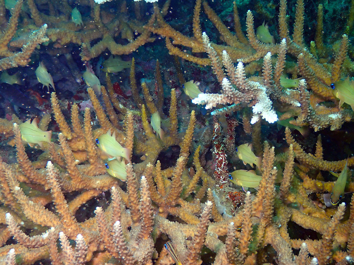 Cheekbar Cardinalfish (Ostorhinchus sealei) Kapal Indah, Lembeh.  Cheekbar Cardinal,Geotagged,Indonesia,Ostorhinchus sealei,Spring