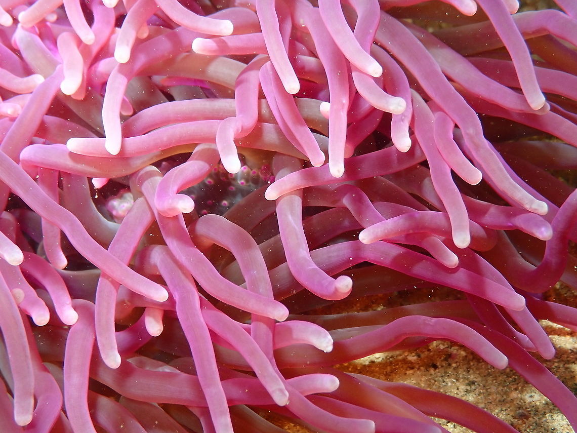 Sebae Anemone (Heteractis crispa) Kapal Indah. Lembeh. Geotagged,Heteractis crispa,Indonesia,Sebae anemone,Spring