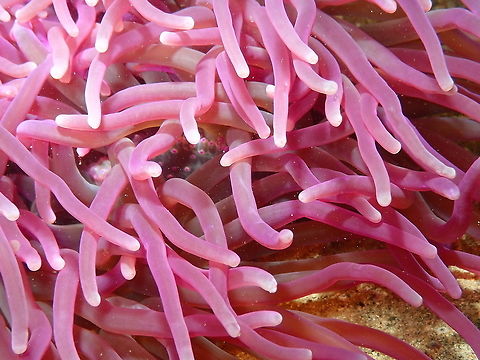 Sebae Anemone (Heteractis crispa) Kapal Indah. Lembeh. Geotagged,Heteractis crispa,Indonesia,Sebae anemone,Spring