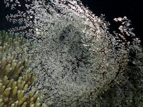 Basket star (Astroboa nuda) Monument, Lembeh. Night dive. Astroboa nuda,Geotagged,Indonesia,Spring