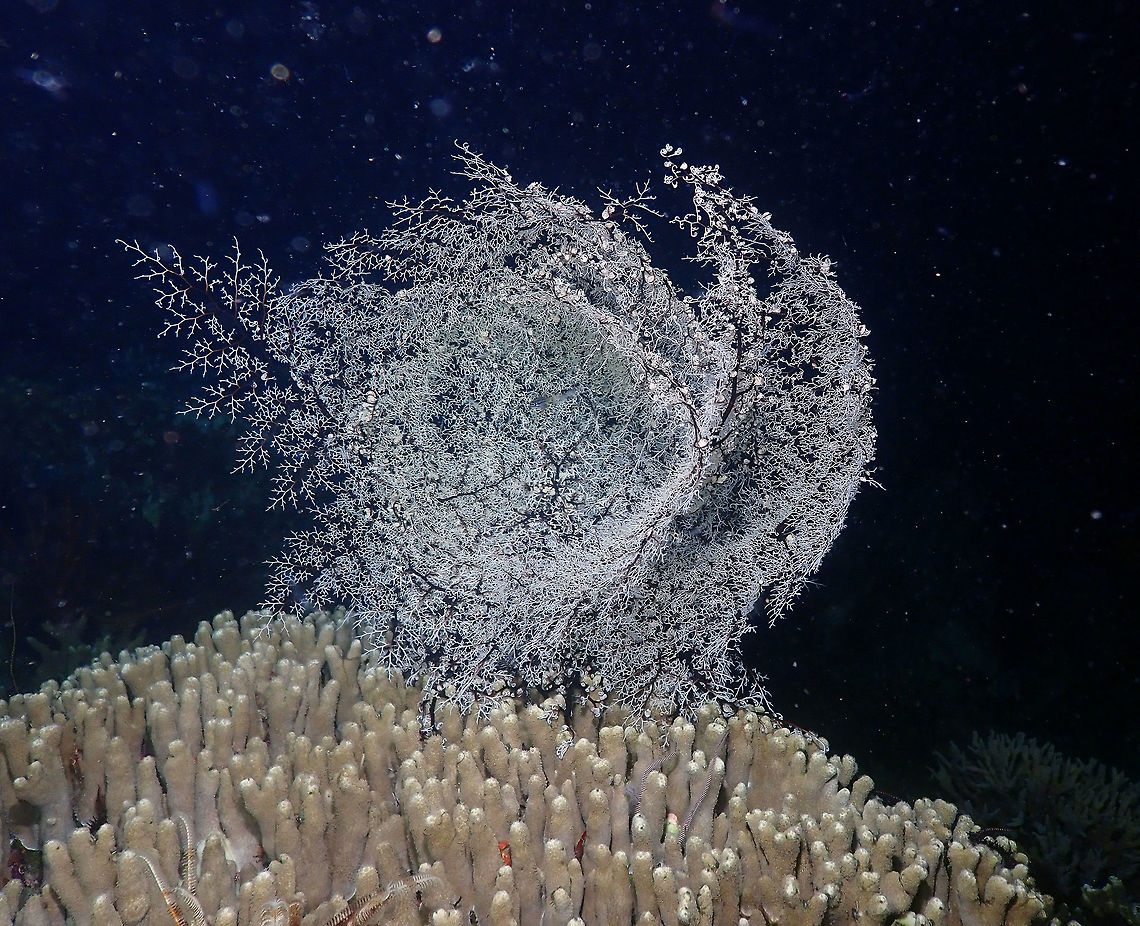 Basket Star (Astroboa nuda) Monument, Lembeh. Night dive.<br />
Just a farther view of the same sea basket star. Astroboa nuda,Geotagged,Indonesia,Spring
