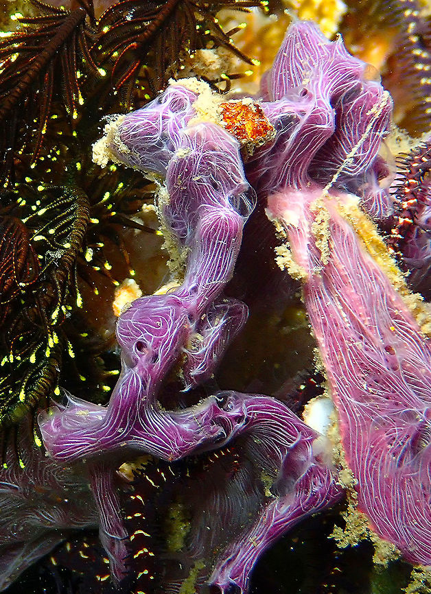 Coral Killing Sponge (Chalinula nematifera) Monument, Lembeh. Chalinula nematifera,Coral Killing Sponge,Geotagged,Indonesia,Spring