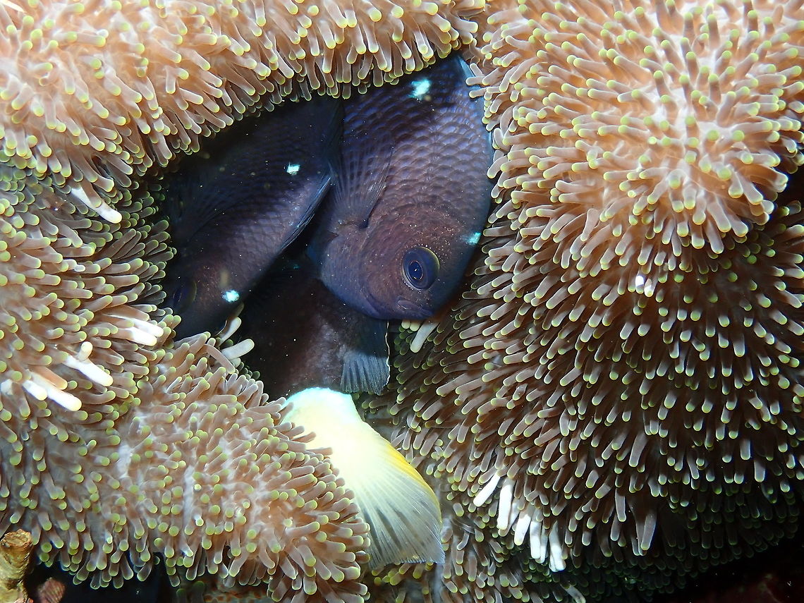 Threespot dascyllus (Dascyllus_trimaculatus) Monument, Lembeh.<br />
A funny sight to see these damselfishes sharing anemone with a clownfish (white tail). Dascyllus trimaculatus,Geotagged,Indonesia,Spring,Threespot dascyllus