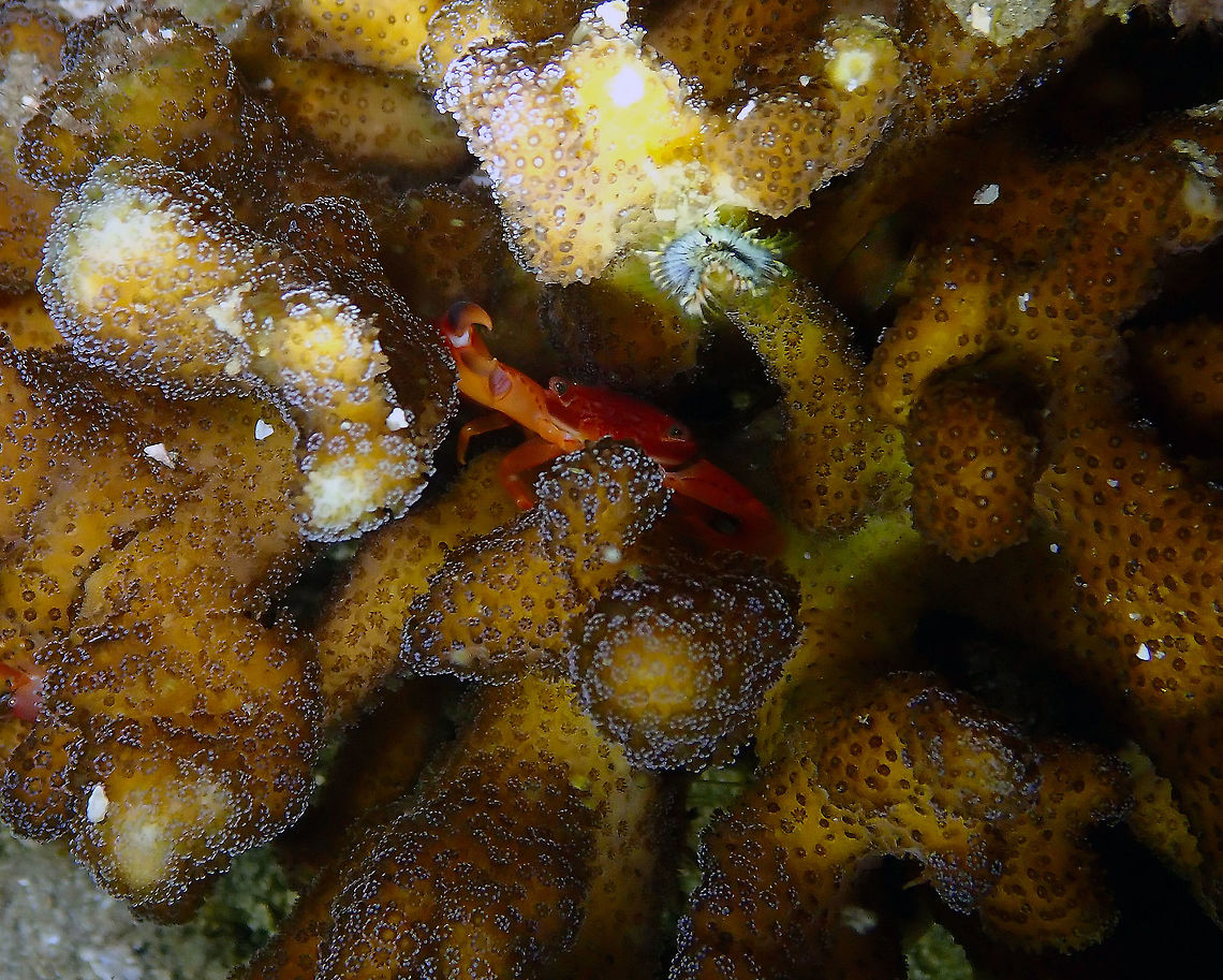 Yellow Dot Guard Crab (Trapezia lutea) Monument, Lembeh.<br />
This crabs protect the coral, they will pinch an ass off whoever dares to get too close to the coral crevices! :-) Geotagged,Indonesia,Spring,Trapezia lutea,Yellow Dot Guard Crab