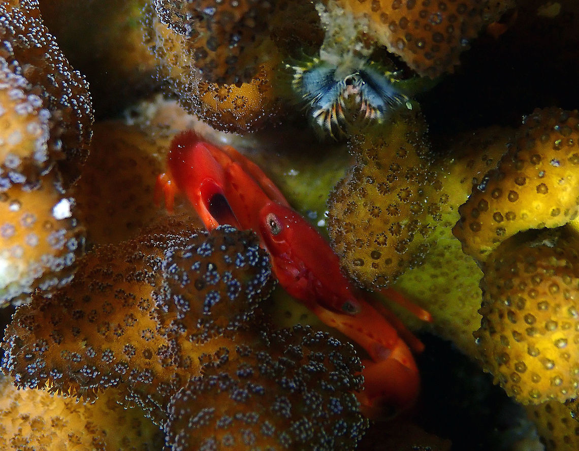 Yellow Dot Guard Crab (Trapezia lutea) Monument, Lembeh. Geotagged,Indonesia,Spring,Trapezia lutea,Yellow Dot Guard Crab