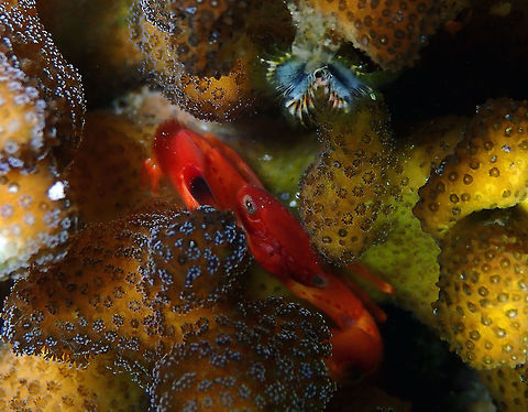 Yellow Dot Guard Crab (Trapezia lutea) Monument, Lembeh. Geotagged,Indonesia,Spring,Trapezia lutea,Yellow Dot Guard Crab