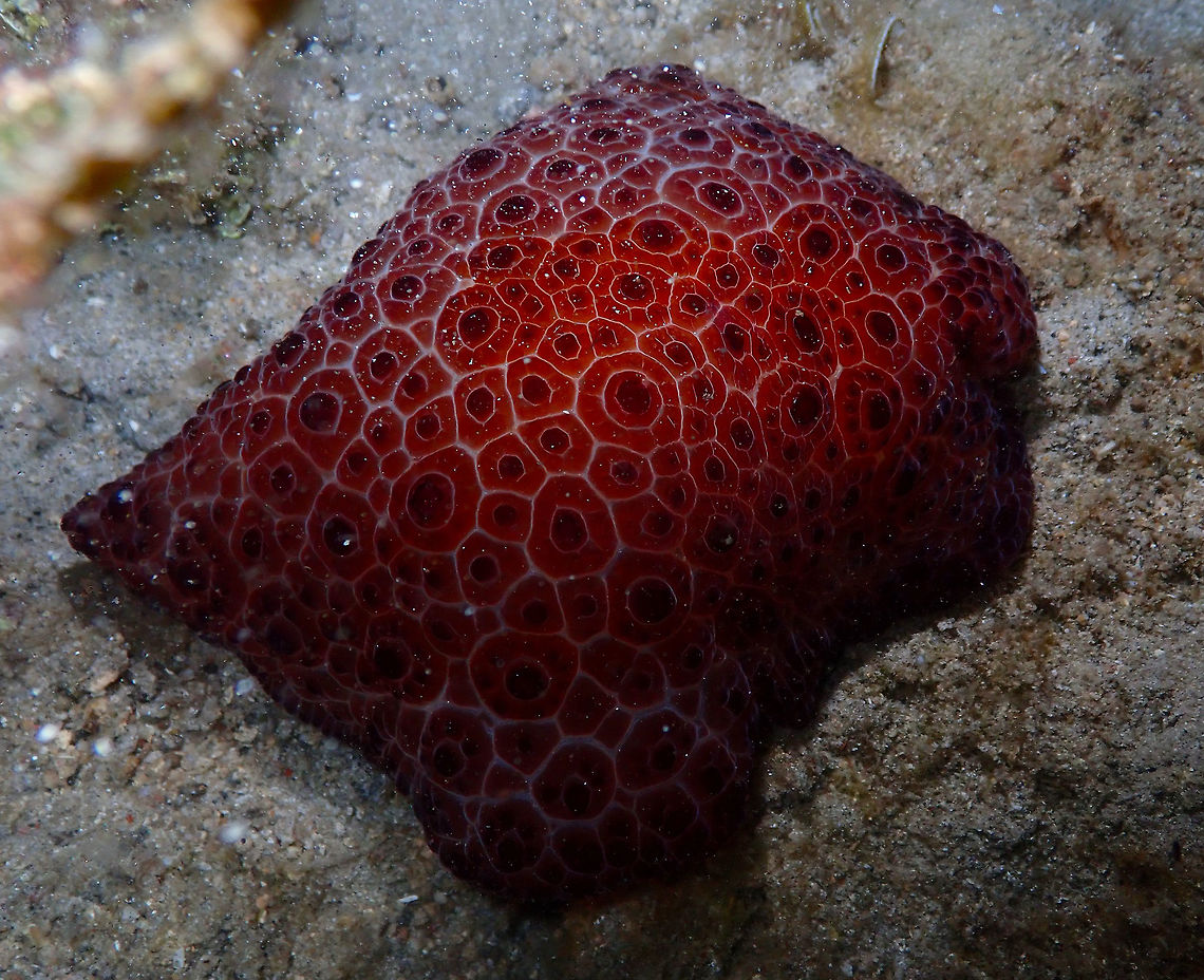 Tiled Pleurobranch (Pleurobranchus grandis) Monument, Lembeh. Night dive. Huge, this sea slug! Geotagged,Indonesia,Pleurobranchus grandis,Spring,Tiled Pleurobranch