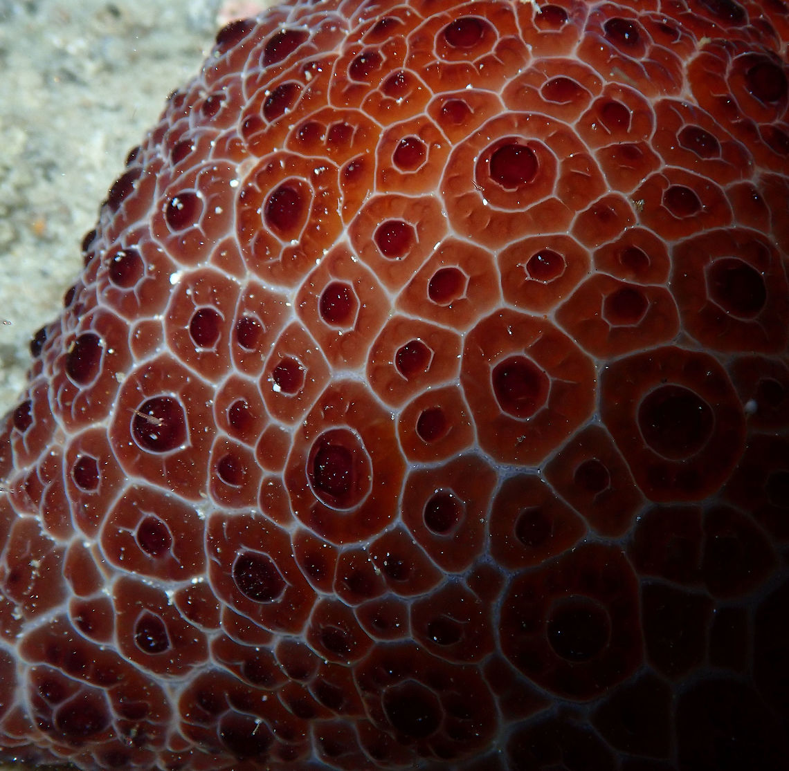 Tiled Pleurobranch (Pleurobranchus grandis) Monument, Lembeh. Night dive.<br />
A close-up of the same individual. Geotagged,Indonesia,Pleurobranchus grandis,Spring,Tiled Pleurobranch