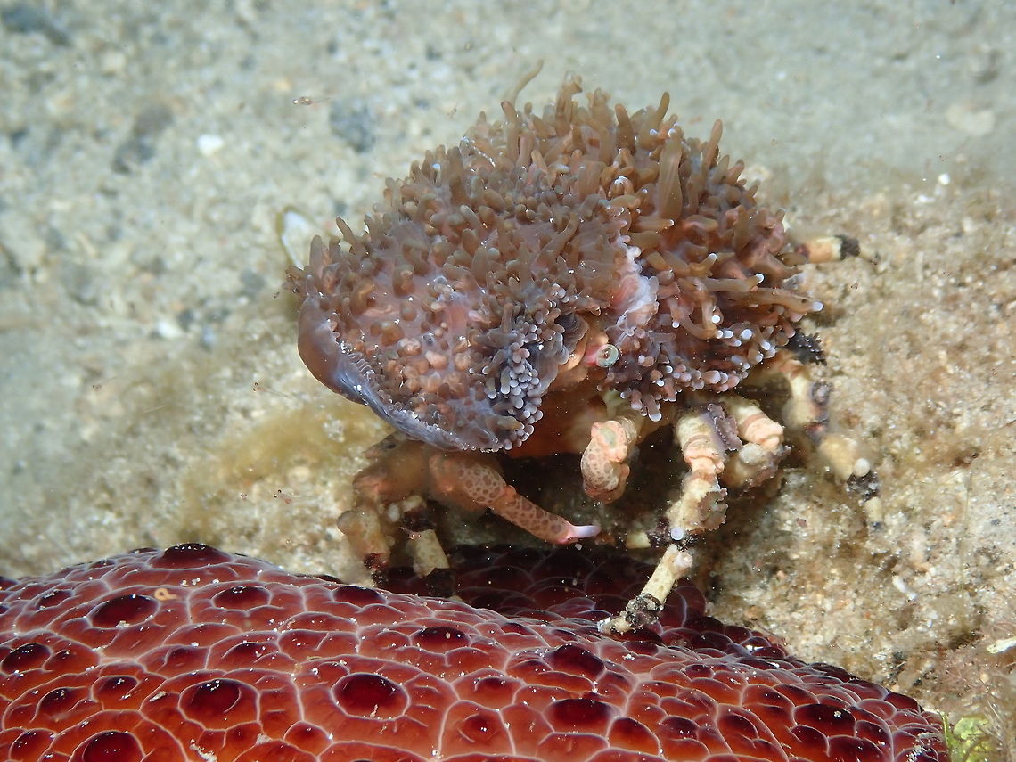 Decorator Crab (Cyclocoeloma tuberculata) Monument, Lembeh. Night dive. Yes, the pleurobranch was in the good company of this decorator crab. Cyclocoeloma tuberculata,Geotagged,Indonesia,Spring