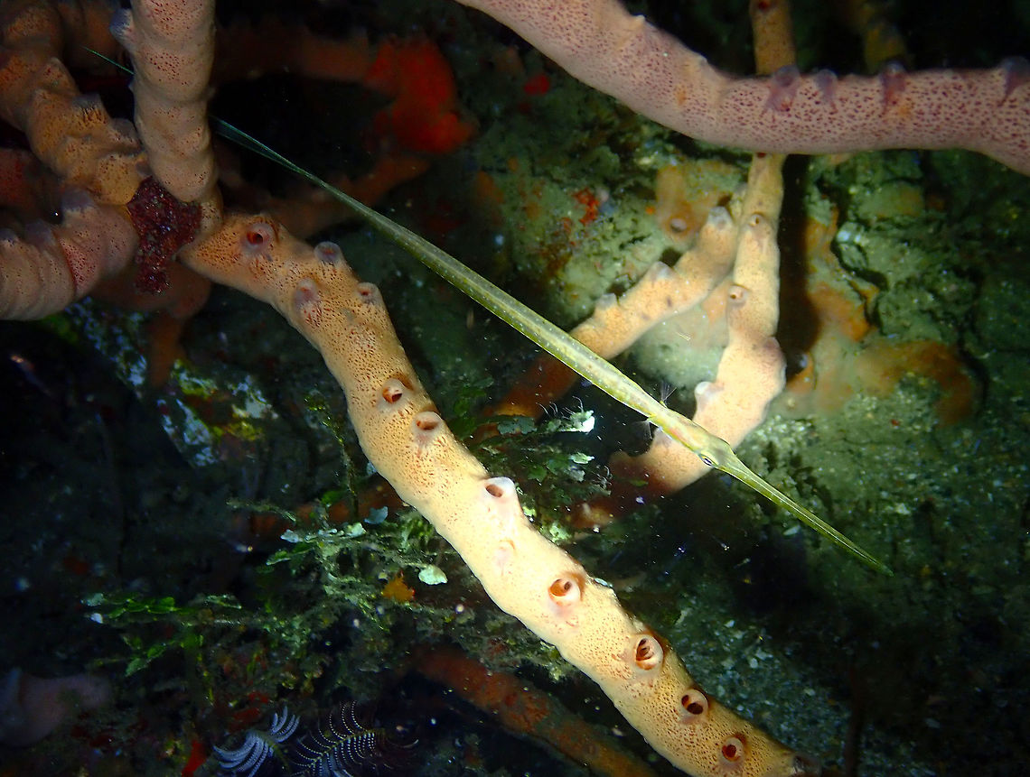 Bluespotted Cornetfish (Fistularia commersonii) Monument, Lembeh. Night dive. Bluespotted cornetfish,Fistularia commersonii,Geotagged,Indonesia,Spring