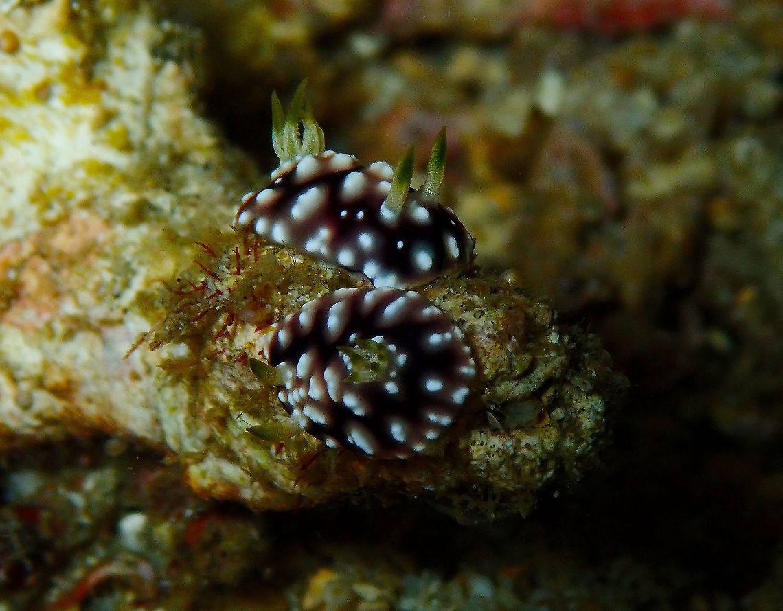 Chromodoris geometrica Monument, Lembeh. Night dive. Geotagged,Goniobranchus geometricus,Indonesia,Spring