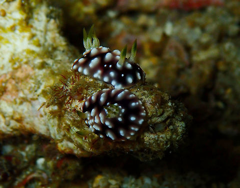 Chromodoris geometrica Monument, Lembeh. Night dive. Geotagged,Goniobranchus geometricus,Indonesia,Spring