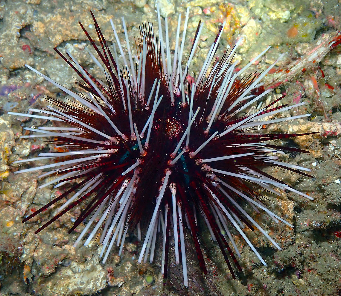 Banded Sea Urchin (Echinothrix calamaris) Monument, Lembeh. Night dive. Double spined urchin,Echinothrix calamaris,Geotagged,Indonesia,Spring