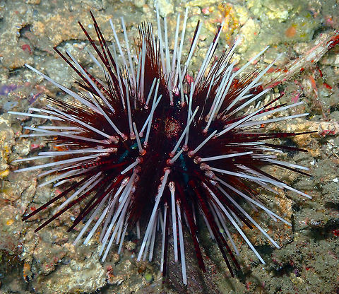 Banded Sea Urchin (Echinothrix calamaris) Monument, Lembeh. Night dive. Double spined urchin,Echinothrix calamaris,Geotagged,Indonesia,Spring