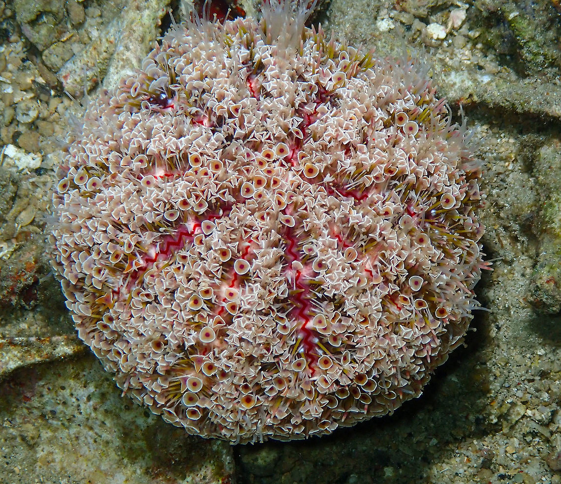 Flower Urchin (Toxopneustes pileolus) - a pretty Touch-me-not! Monument, Lembeh. Night dive.<br />
If you have to be afraid of some night critter of the sea do not be of the poor moray eels but of this innocent-looking sea urchin. Is one of the most dangerous critters you can find in Lembeh, inflicting extremely painful stings. It can even be deadly. Flower urchin,Geotagged,Indonesia,Spring,Toxopneustes pileolus