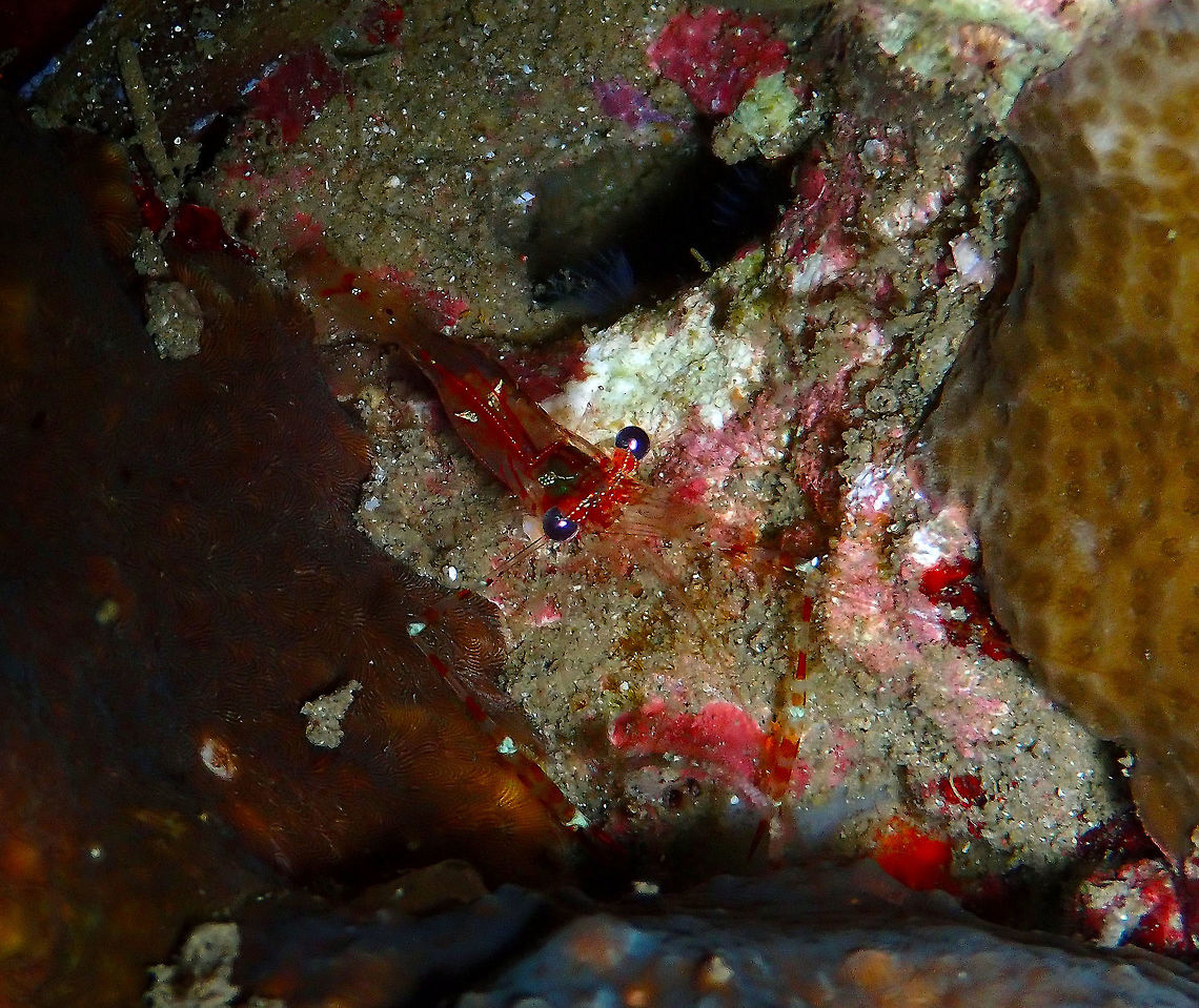 Cuapetes sp. shrimp Monument, Lembeh. Night dive.<br />
Another -unfortunately- yet undescribed species. Cuapetes,Geotagged,Indonesia,Spring,shrimp