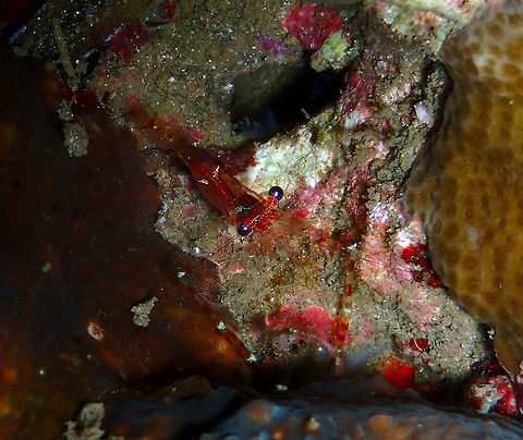Cuapetes sp. shrimp Monument, Lembeh. Night dive.
Another -unfortunately- yet undescribed species. Cuapetes,Geotagged,Indonesia,Spring,shrimp