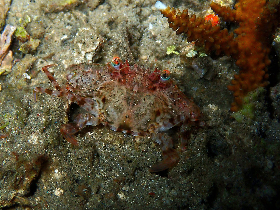 Swimming Crab (Portunus sp.) Monument, Lembeh.<br />
Difficult to describe at sp. level, these crabs are often seen in the sand (that is if you can notice them as they mimic their environment colors so well) during night dives. Geotagged,Indonesia,Portunus,Spring,crab