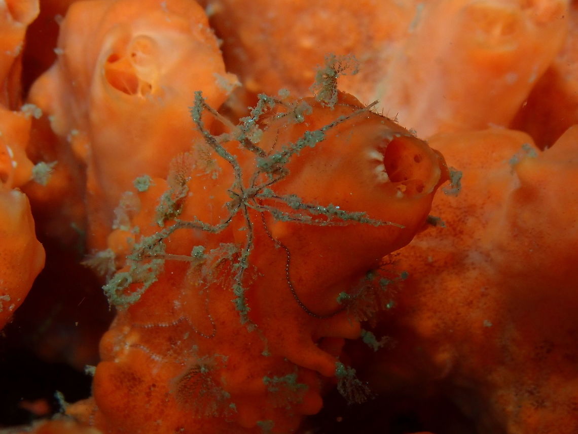 Sea Spider (class Pycnogonida) Monument, Lembeh. Night dive.<br />
Yes, the sea also has almost-authentic spiders!<br />
Well, although &quot;sea spiders&quot; are not true spiders, or even arachnids, their traditional classification as chelicerates would place them closer to true spiders than to other well-known arthropod groups, such as insects or crustaceans. This is in dispute, however, as genetic evidence suggests they may be an ancient sister group to all other living arthropods.<br />
And before you ask, no, I don&#039;t think they make cob webs :-D<br />
More info here: <a href="https://en.wikipedia.org/wiki/Sea_spider" rel="nofollow">https://en.wikipedia.org/wiki/Sea_spider</a> Geotagged,Indonesia,Pycnogonida,Sea Spider,Spring