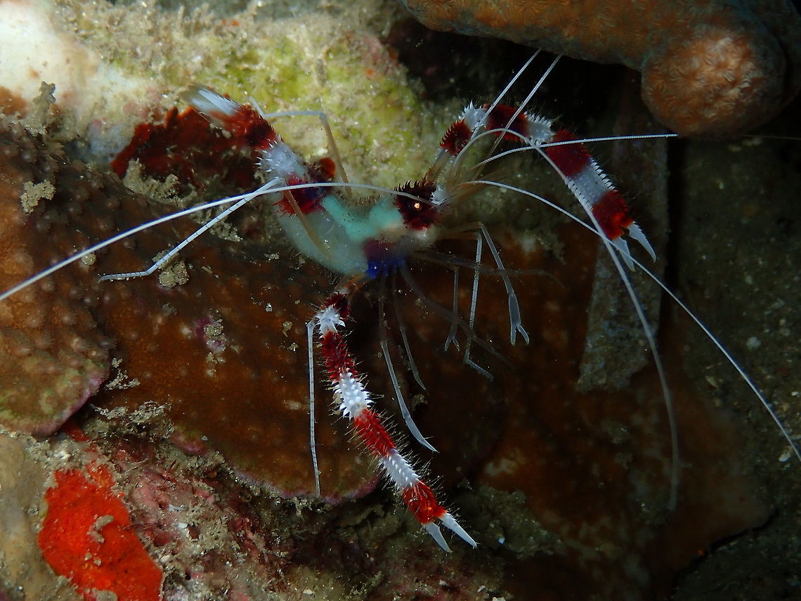 Banded Coral Shrimp (Stenopus hispidus) Monument, Lembeh. Night dive. Banded coral shrimp,Geotagged,Indonesia,Spring,Stenopus hispidus
