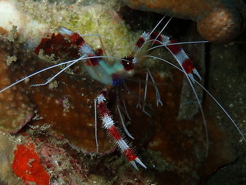 Banded Coral Shrimp (Stenopus hispidus) Monument, Lembeh. Night dive. Banded coral shrimp,Geotagged,Indonesia,Spring,Stenopus hispidus
