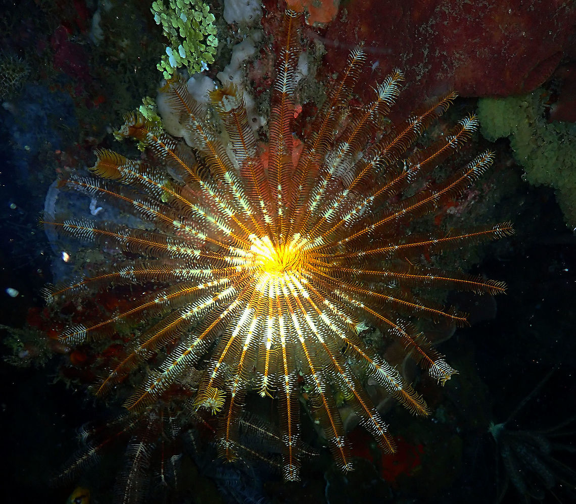 Feather Star (Stephanometra indica) Monument, Lembeh. Night dive.<br />
Tentative ID. There is only two species into the Stephanometra genus, both with overlapping distribution:<br />
<a href="https://fr.wikipedia.org/wiki/Stephanometra" rel="nofollow">https://fr.wikipedia.org/wiki/Stephanometra</a> Feather Star,Geotagged,Indonesia,Spring,Stephanometra indica