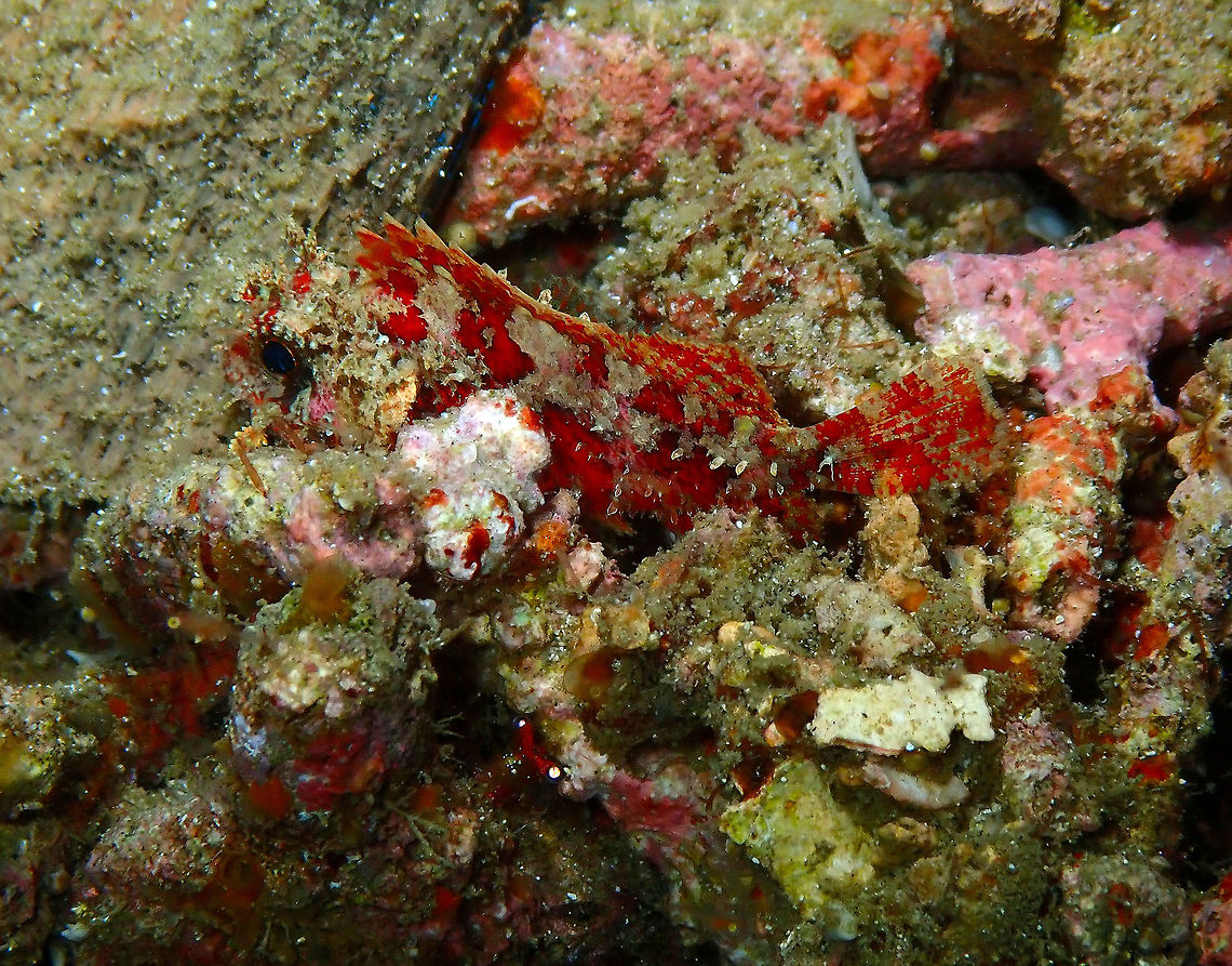 Scorpionfish (looking for ID) Monument, Lembeh. Night dive. Geotagged,Indonesia,Minous pictus,Painted Stingfish,Spring