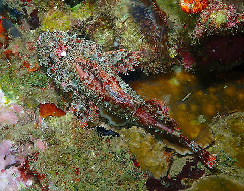 Raggy Scorpionfish (Scorpaenopsis venosa) Monument, Lembeh - night dive. Geotagged,Indonesia,Raggy Scorpionfish,Scorpaenopsis venosa,Spring