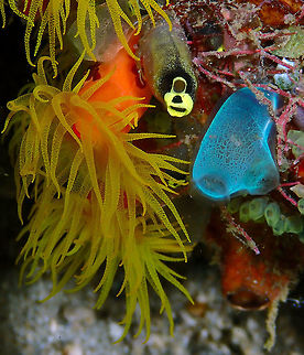 Rhopalaea crassa Monument, Lembeh. Night dive.
R. crassa is the blue tunicate, here in good company with Clavelina robusta (dark grey and yellow, cyclops-smiley faced tunicate) and Tubastraea coccinea (left side, orange cup cake coral). Geotagged,Indonesia,Rhopalaea crassa,Spring
