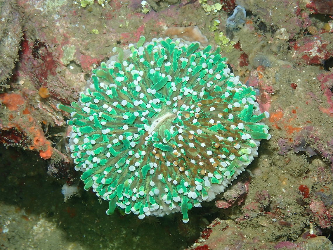 Mushroom Coral (Heliofungia actiniformis) Monument, Lembeh. Night dive.<br />
Another flashy colored mushroom coral being bugged by Waminoa flatworms. Geotagged,Heliofungia actiniformis,Indonesia,Spring