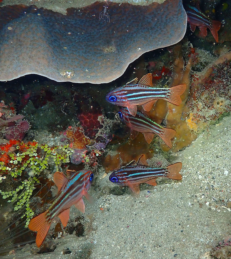 Ochre-striped cardinalfish (Apogon compressus) Monument, Lembeh. Night dive.<br />
The occasional gathering of cardinalfishes being monitored by the ever-vigilant shrimp :-) Apogon compressus,Geotagged,Indonesia,Ochre-striped cardinalfish,Spring