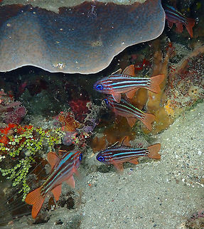 Ochre-striped cardinalfish (Apogon compressus) Monument, Lembeh. Night dive.
The occasional gathering of cardinalfishes being monitored by the ever-vigilant shrimp :-) Apogon compressus,Geotagged,Indonesia,Ochre-striped cardinalfish,Spring
