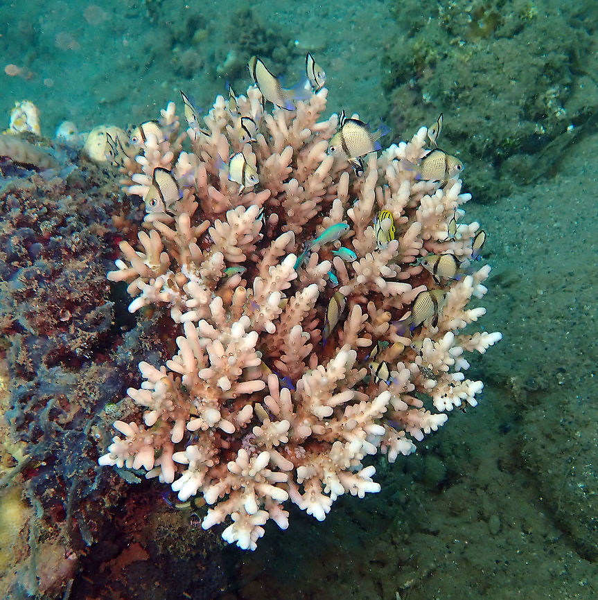 Acropora granulosa Coconut Garden, Lembeh. Acropora granulosa,Geotagged,Indonesia,Spring