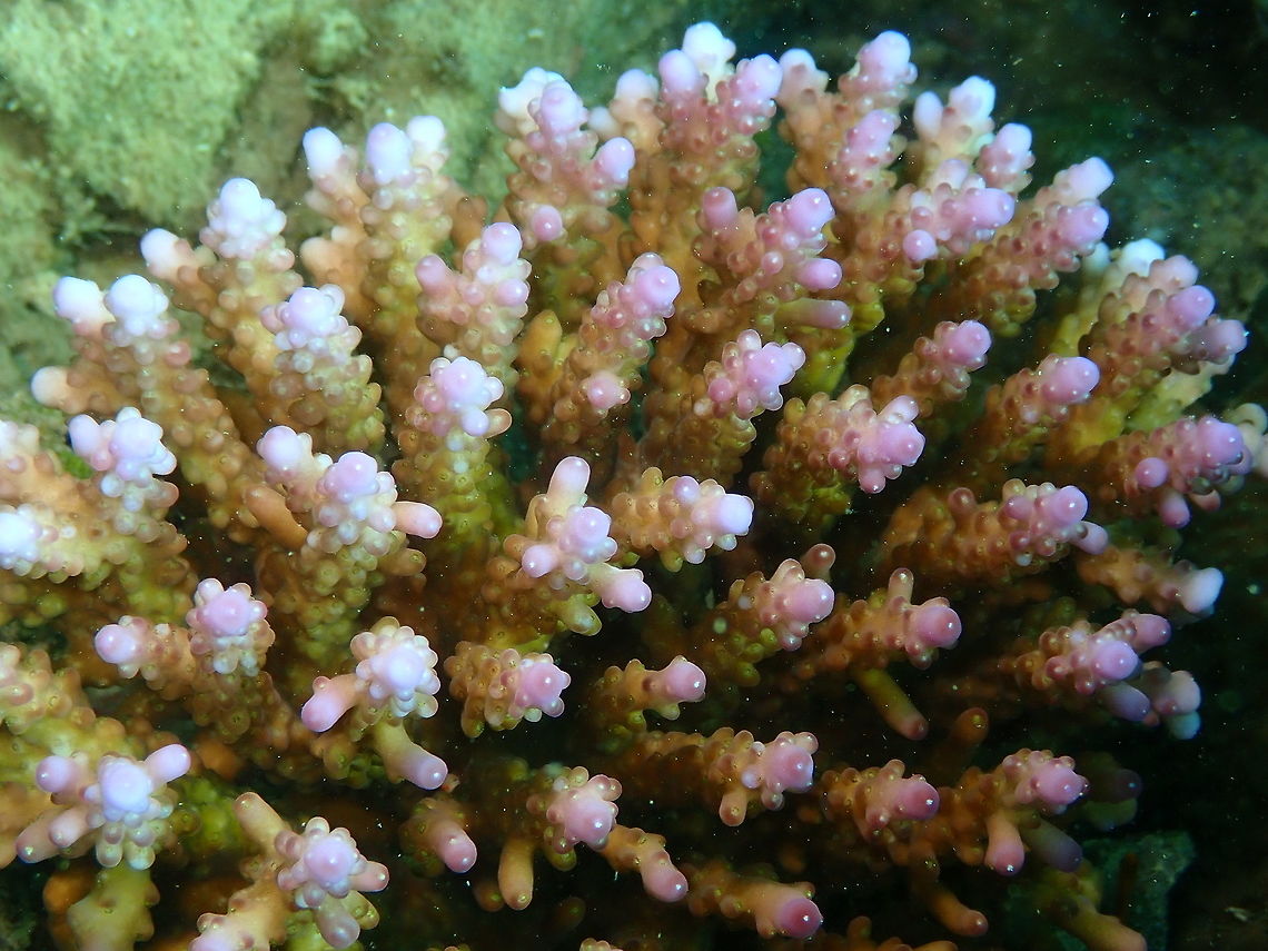 Acropora valida Divers Lodge House Reef, Lembeh. Acropora valida,Geotagged,Indonesia,Spring