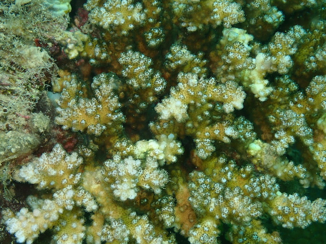 Cauliflower Coral (Pocillopora verrucosa) Diver&#039;s Lodge House Reef, Lembeh. Geotagged,Indonesia,Lace coral,Pocillopora damicornis,Pocillopora verrucosa,Spring