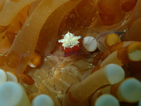 Cuapetes kororensis Diver's Lodge House Reef, Lembeh.
Yet another shot of the same Cuapetes in this dive site that shows her long and beautiful purple blue legs :-) Cuapetes kororensis,Mushroom coral shrimp