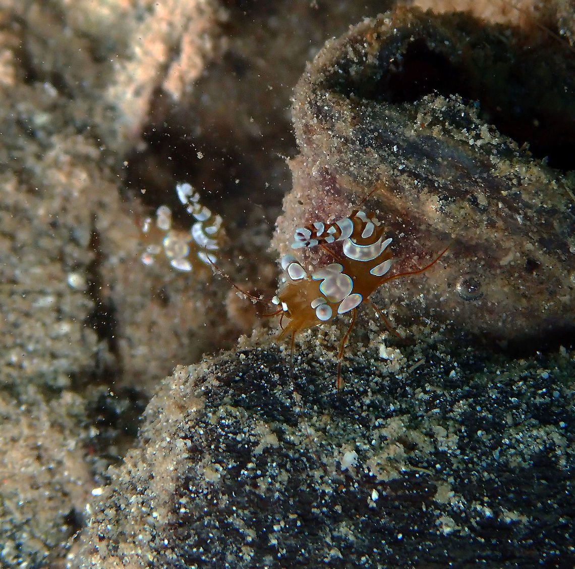 Thor amboinensis Diver&#039;s Lodge House Reef, Lembeh.<br />
Another hidden beauty in this dive site. Sexy shrimp,Thor amboinensis