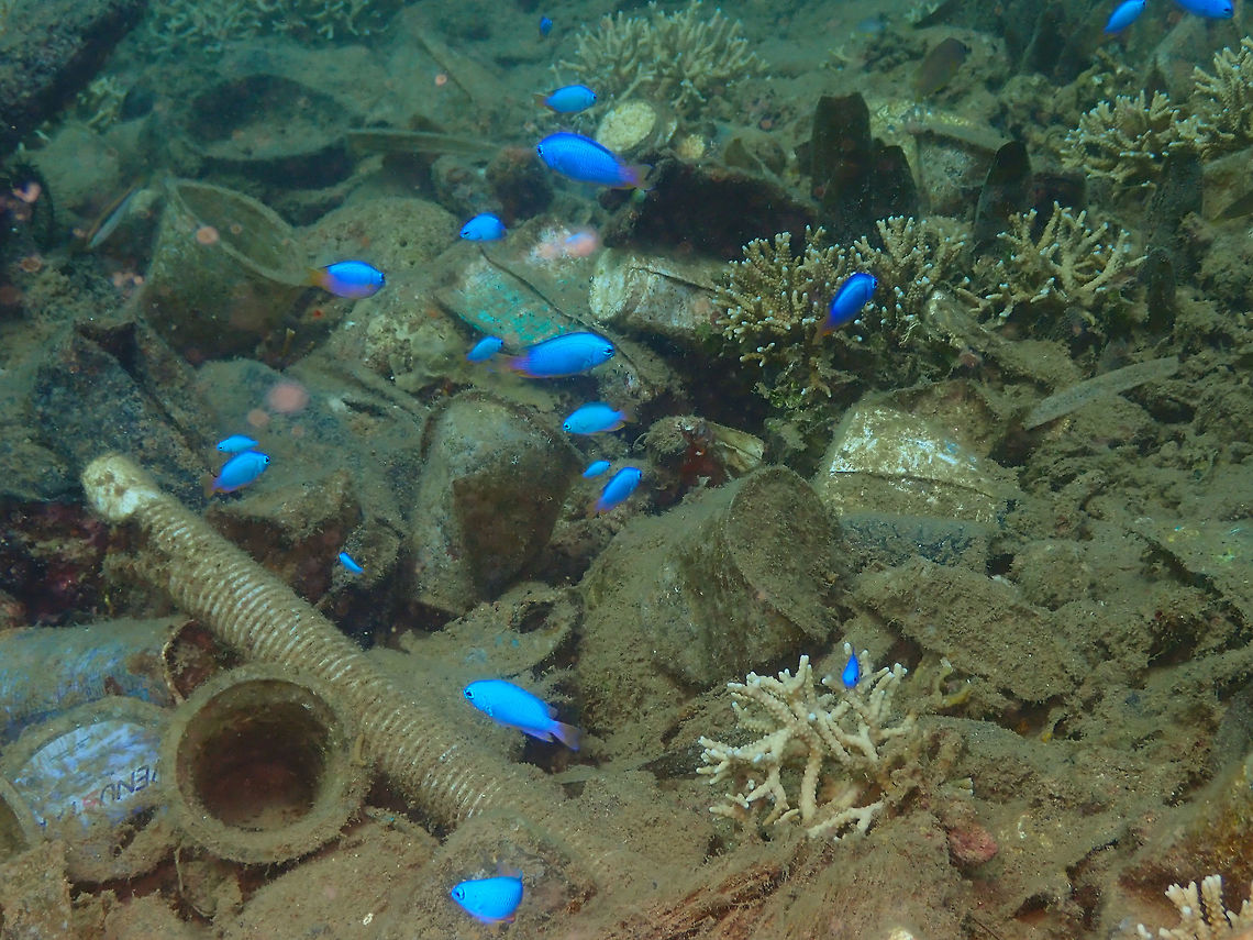 Plastic Sea (Pomacentrus coelestis) Diver&#039;s Lodge House Reef, Lembeh.<br />
This is a picture showing the reality of the Indonesian underwater world: plastic detritus. It is a real problem in Lembeh. Sea creatures make their house in this plastic residues making it harder to remove them without killing them. Bigger species eat them and die from it. A sad sight. I hope one day disposable plastics will be banned from our planet, before we kill the entire sea with this garbage :-( Neon damselfish,Pomacentrus coelestis