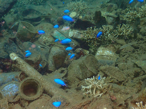 Plastic Sea (Pomacentrus coelestis) Diver's Lodge House Reef, Lembeh.
This is a picture showing the reality of the Indonesian underwater world: plastic detritus. It is a real problem in Lembeh. Sea creatures make their house in this plastic residues making it harder to remove them without killing them. Bigger species eat them and die from it. A sad sight. I hope one day disposable plastics will be banned from our planet, before we kill the entire sea with this garbage :-( Neon damselfish,Pomacentrus coelestis