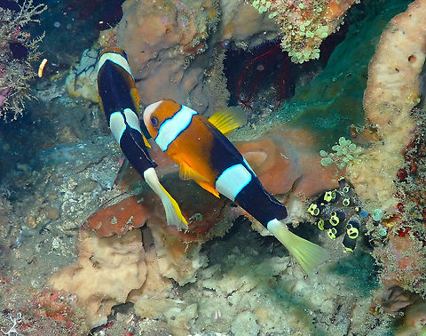 Clark's anemonefish (Amphiprion clarkii) Kapal Indah, Lembeh. Amphiprion clarkii,Clarks Anemonefish,Geotagged,Indonesia,Spring
