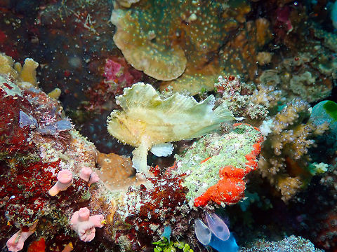 Leaf Scorpionfish (Taenianotus triacanthus) Tanjung Paudean, Lembeh. Geotagged,Indonesia,Leaf scorpionfish,Spring,Taenianotus triacanthus