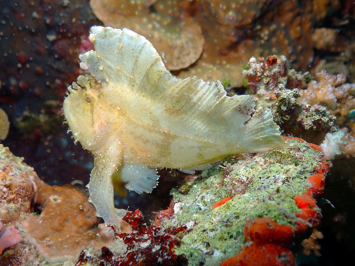 Leaf Scorpionfish (Taenianotus triacanthus) Tanjung Paudean, Lembeh.<br />
A close-up of the same fish. Geotagged,Indonesia,Leaf scorpionfish,Spring,Taenianotus triacanthus