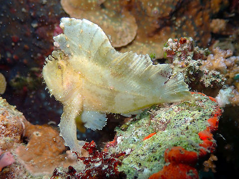 Leaf Scorpionfish (Taenianotus triacanthus) Tanjung Paudean, Lembeh.
A close-up of the same fish. Geotagged,Indonesia,Leaf scorpionfish,Spring,Taenianotus triacanthus