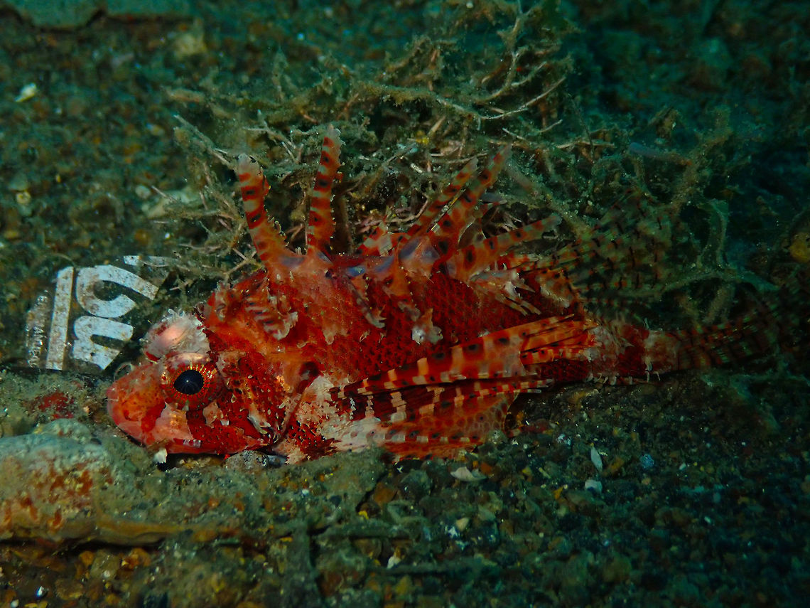Shortfin Lionfish (Dendrochirus brachypterus) Tanjung Paudean, Lembeh.<br />
Possibly an adult, in red color variation. Again, plastics make their unwanted presence. Dendrochirus brachypterus,Dwarf lionfish,Geotagged,Indonesia,Spring
