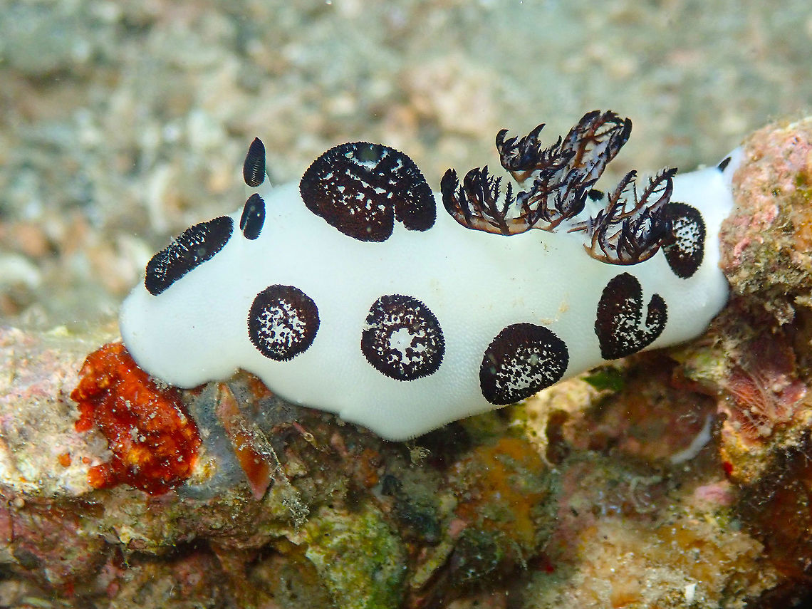 Funeral Jorunna (Jorunna_funebris) Tanjung Paudean, Lembeh. Dotted nudibranch,Geotagged,Indonesia,Jorunna funebris,Spring