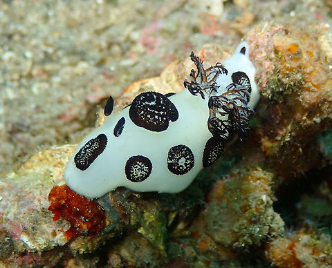 Funeral Jorunna (Jorunna funebris) Tanjung Paudean, Lembeh.
Another view of the same nudi. Dotted nudibranch,Geotagged,Indonesia,Jorunna funebris,Spring