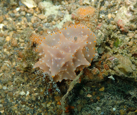 Batangas halgerda (Halgerda batangas) Tanjung Paudean, Lembeh. Batangas Halgerda,Geotagged,Halgerda batangas,Indonesia,Spring