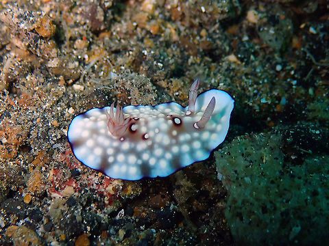 Bus Stop Chromodoris (Chromodoris hintuanensis) Tanjung Paudean, Lembeh. Chromodoris hintuanensis,Geotagged,Goniobranchus hintuanensis,Indonesia,Spring