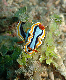 Anna's Chromodoris (Chromodoris annae) Tanjung Paudean, Lembeh. Anna's Chromodoris,Chromodoris annae,Geotagged,Indonesia,Spring